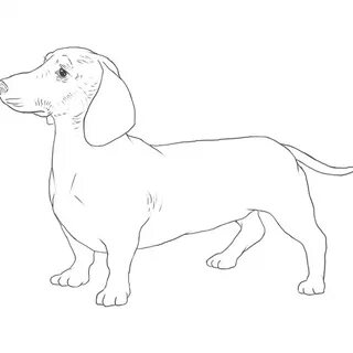 Рисунок таксы