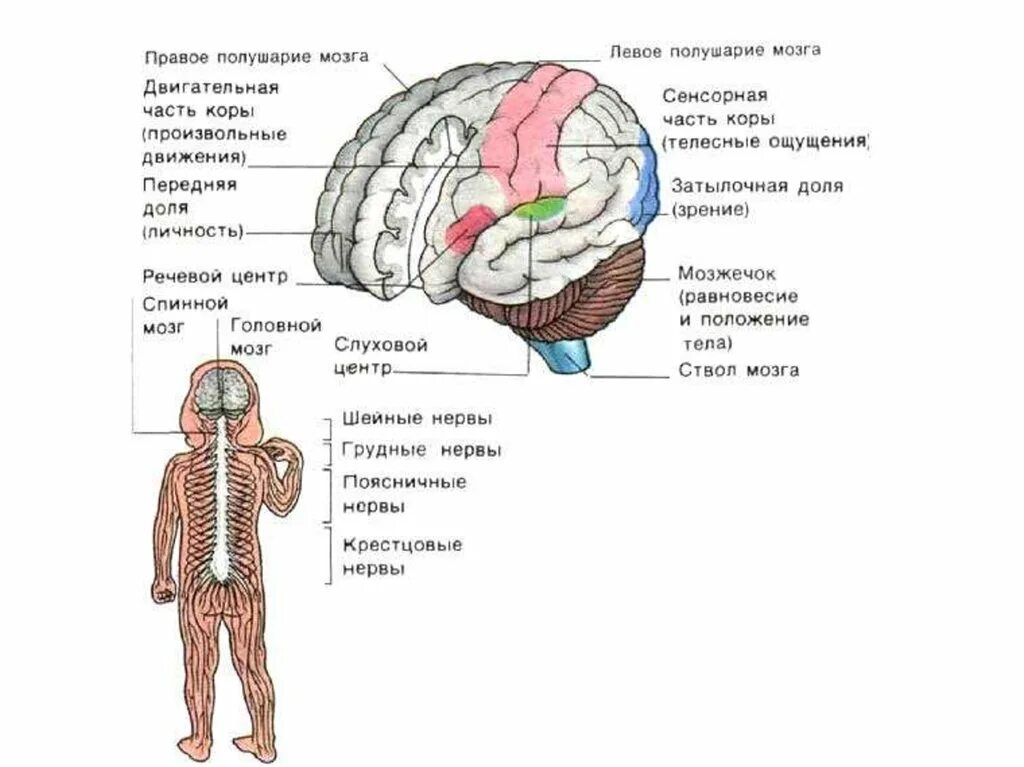 Строение нервной системы у детей. Центральная нервная система ребенка строение. Строение головного мозга для детей. Особенности строения нервной системы детей.