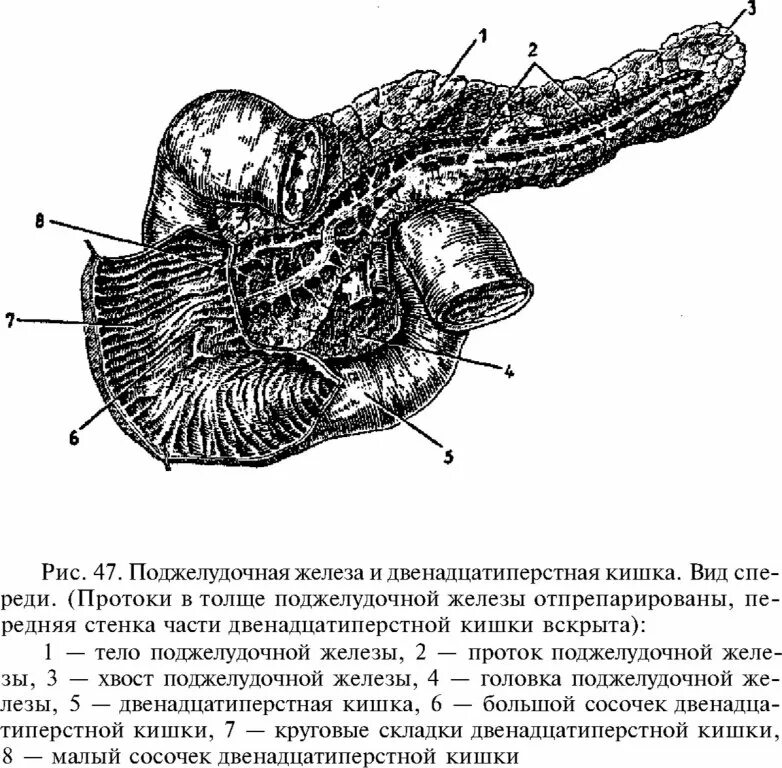 Как изменяется пища в двенадцатиперстной кишке. Двенадцатиперстная кишка и поджелудочная железа. 12 перстная кишка и поджелудочная железа. строение 12 перстной кишки и поджелудочной железы. отделы двенадцатиперстной кишки схема.
