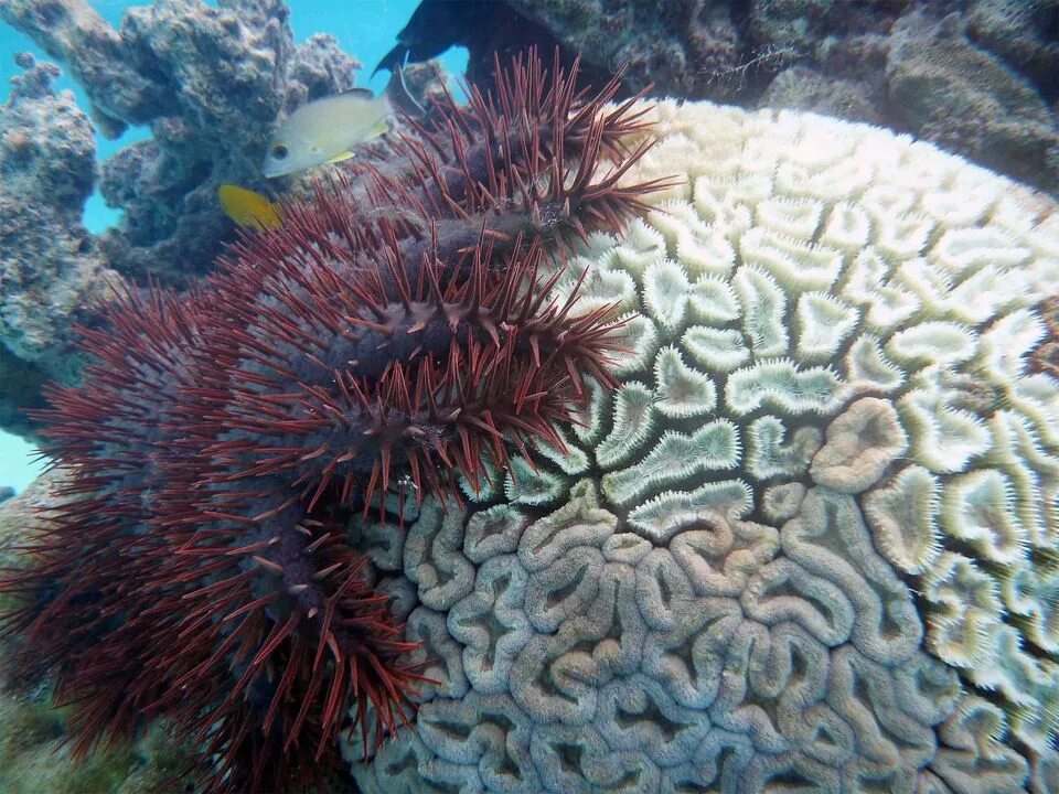 Терновый венец морская звезда. Терновый венец (Acanthaster planci). Терновый венец на коралле. Терновый венец красное море.