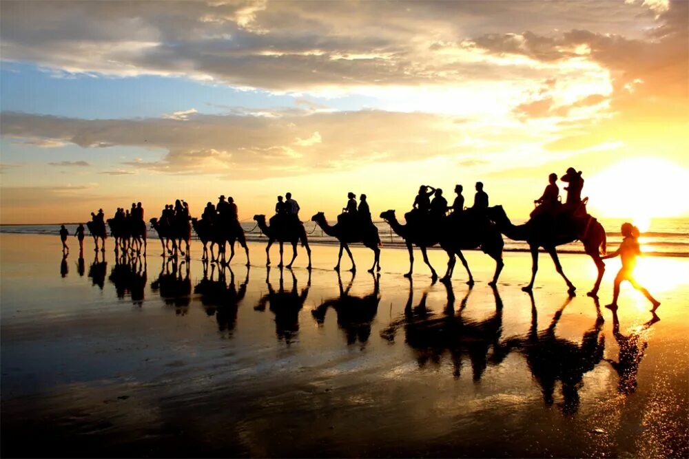 Караван движется. Движение каравана. Аль Бакыр. Camel виноград. Camel Republic Хуахин.