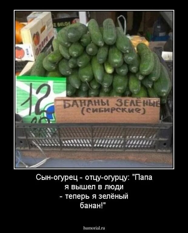 Анекдот про огурцы. Огурец прикол. Огурчик смешной. Смешной огурец. Огурец демотиватор.