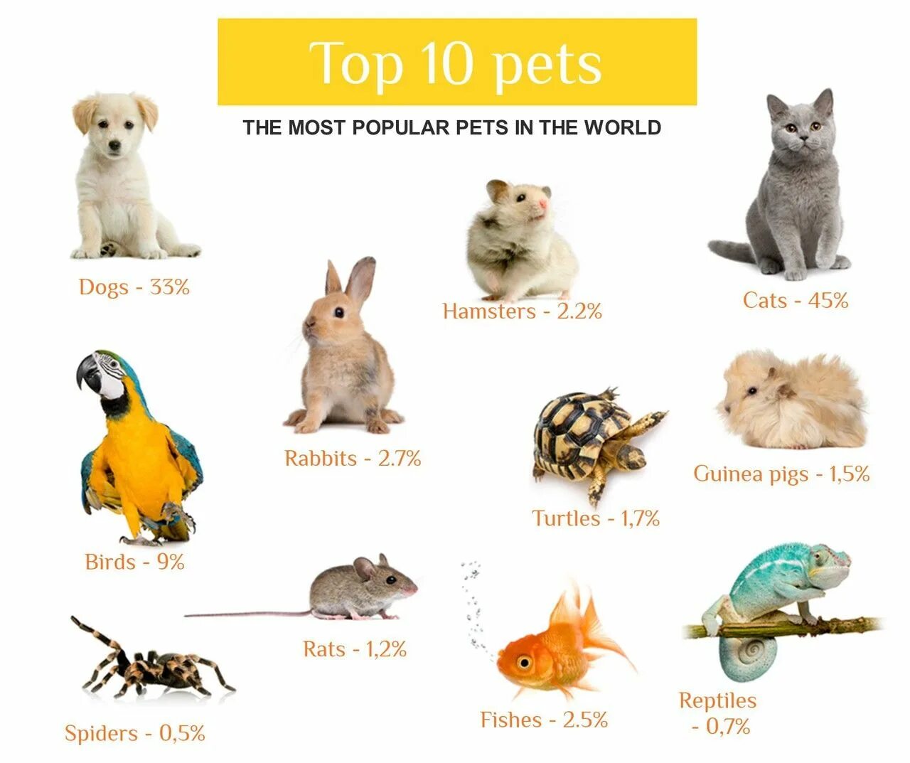 Type of pet. The most popular Pets. My Pet. What s your favourite animal. The most popular Pets in Russia.