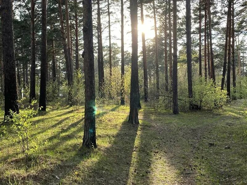 Плишкинский лес. Лиственный лес Иркутск. Леса Иркутской области. Городские леса.