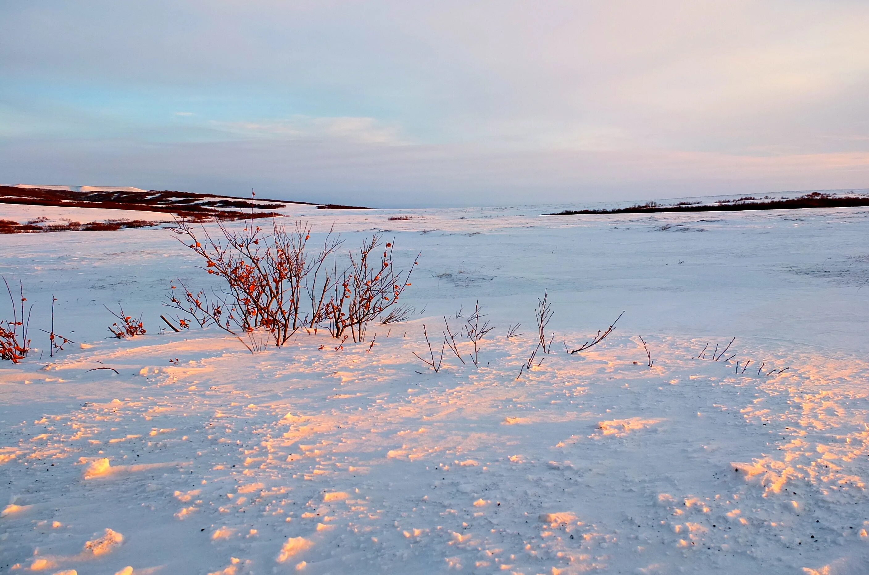 Зимняя тундра. Tundra Biome. Тундра зимой и летом. Природа тундры.