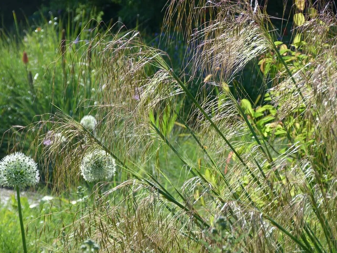 Ковыль тырса. Ковыль-волосатик. Ковыль тонколистный. Ковыль залесского stipa zalesskii. Ковыль перистый.