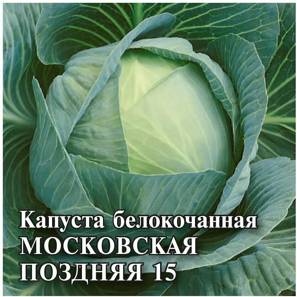 капуста московская поздняя 15 описание сорта. капуста белокочанная московская поздняя гавриш. позднее 15. капуста белокочанная московская поздняя 9. капуста белокочанная московская поздняя 9.
