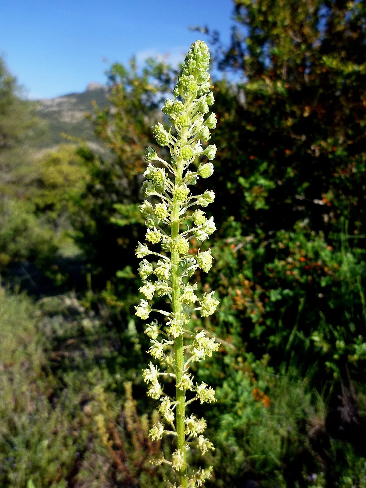 Резеда. Резеда растение. Резеда жёлтая. Reseda odorata. Резеда мин