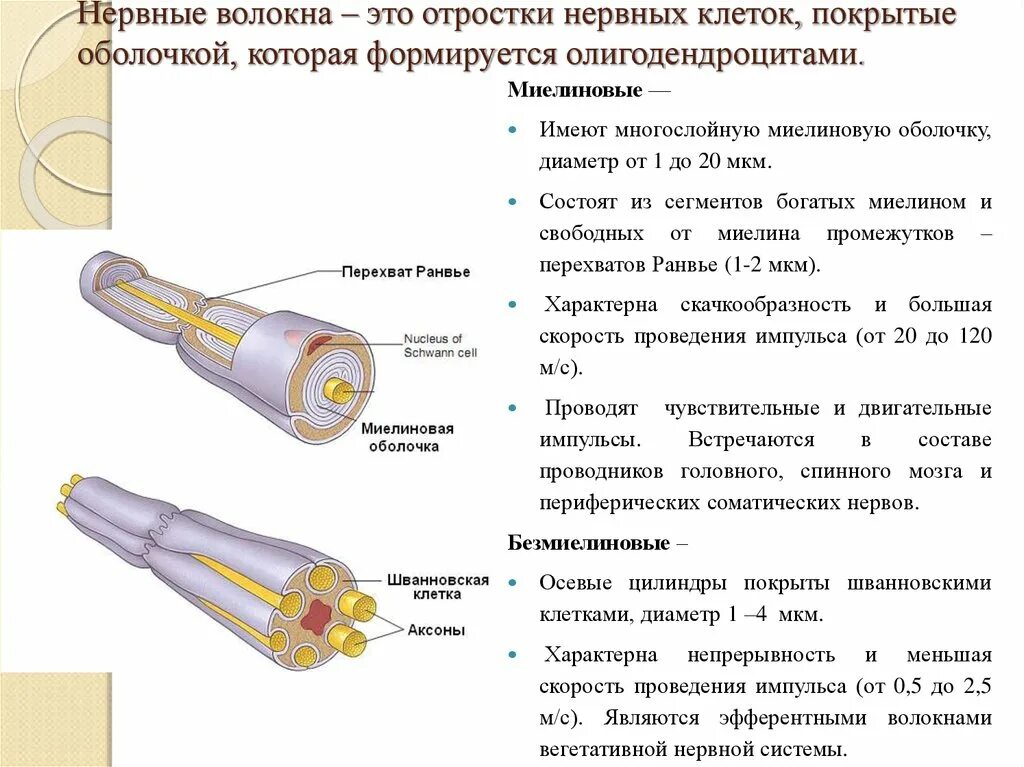 Внутреннее строение нерва. Миелиновые и безмиелиновые волокна строение. Строение безмиелинового нервного волокна. Строение и функцию безмиелиновых и миелиновых нервных волокон.. Безмиелиновое нервное волокно строение.