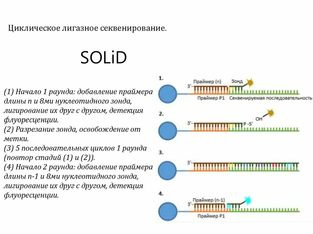 Пцр и секвенирование. Циклическое лигазное секвенирование. пцр секвенирование. solid секвенирование. анализ генетических последовательностей.