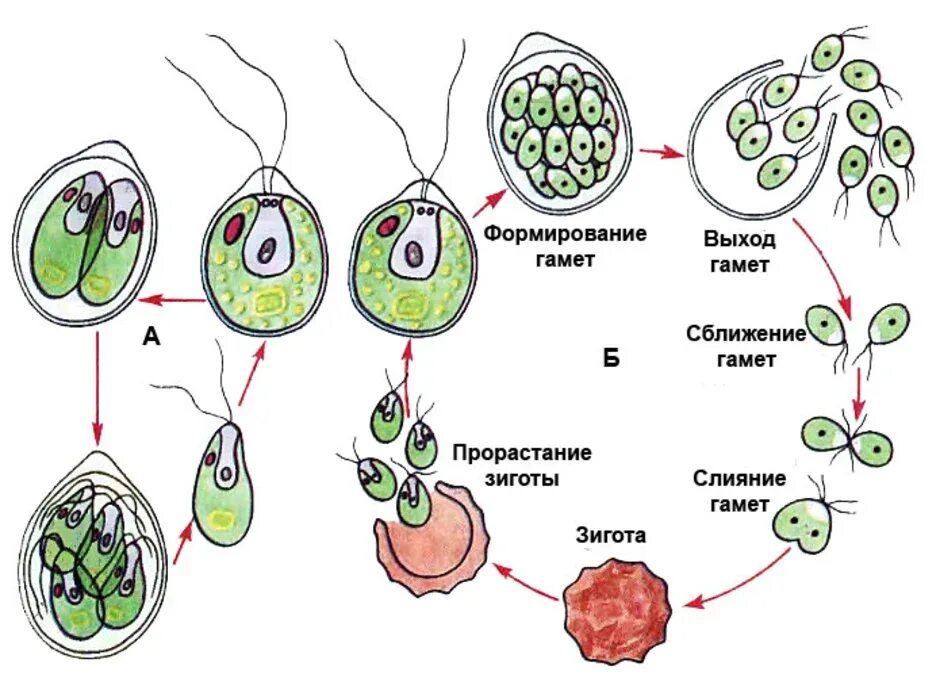 Схема размножения одноклеточных водорослей. Размножение хламидомонады схема ЕГЭ. Размножение хламидомонады схема. Хламида Монада цикл развития.