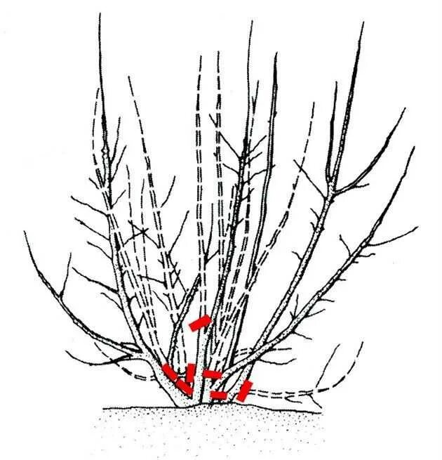 Обрезают ли жимолость. Обрезка жимолости осенью схема. Обрезка куста жимолости. Жимолость схема обрезки куста. Жимолость формировка куста.