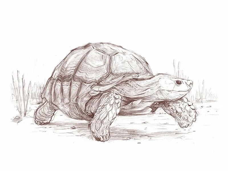 Черепашка рисунок карандашом. Черепахаэрисунок карандашом. Черепашка рисунок карандашом. Рисунки черепахи для срисовки. Набросок черепахи.
