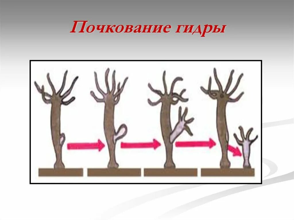 Почкование гидры это бесполое размножение. Гидра обыкновенная размножение. Почкование пресноводной гидры. Размножение гидры почкование. Размножаться и е