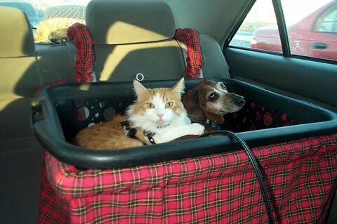 My cat in the car