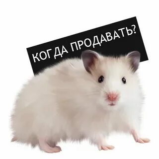 Hamster биржу выбрать