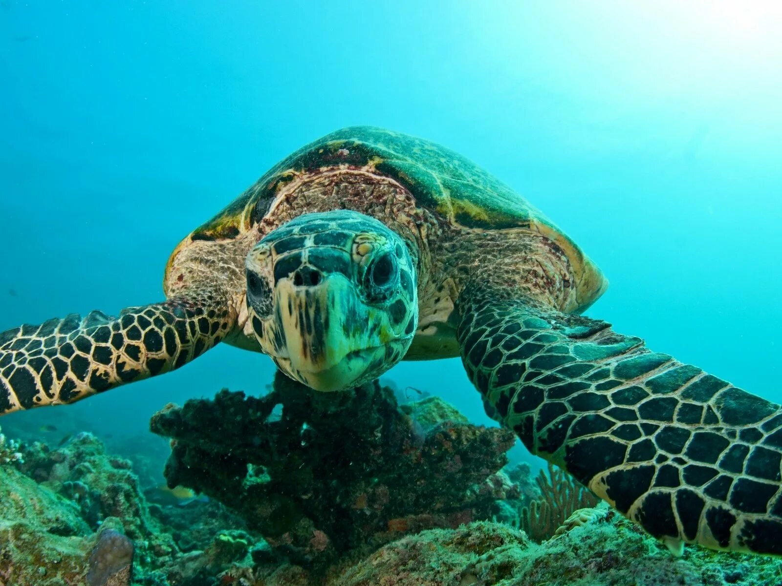 Айя Напа черепахи. Кубинская морская черепаха. Экзотические черепахи. Зеленая морская черепаха.