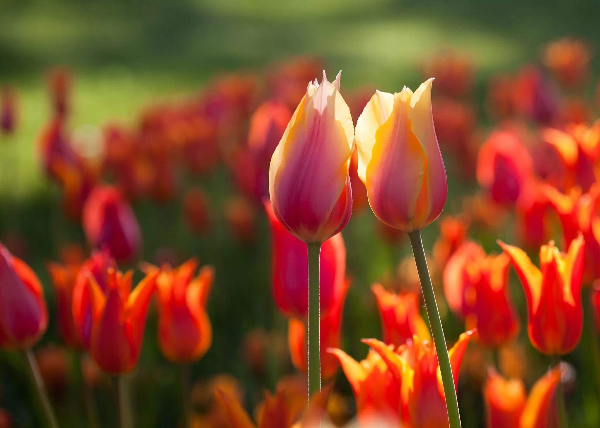 Tulip 2