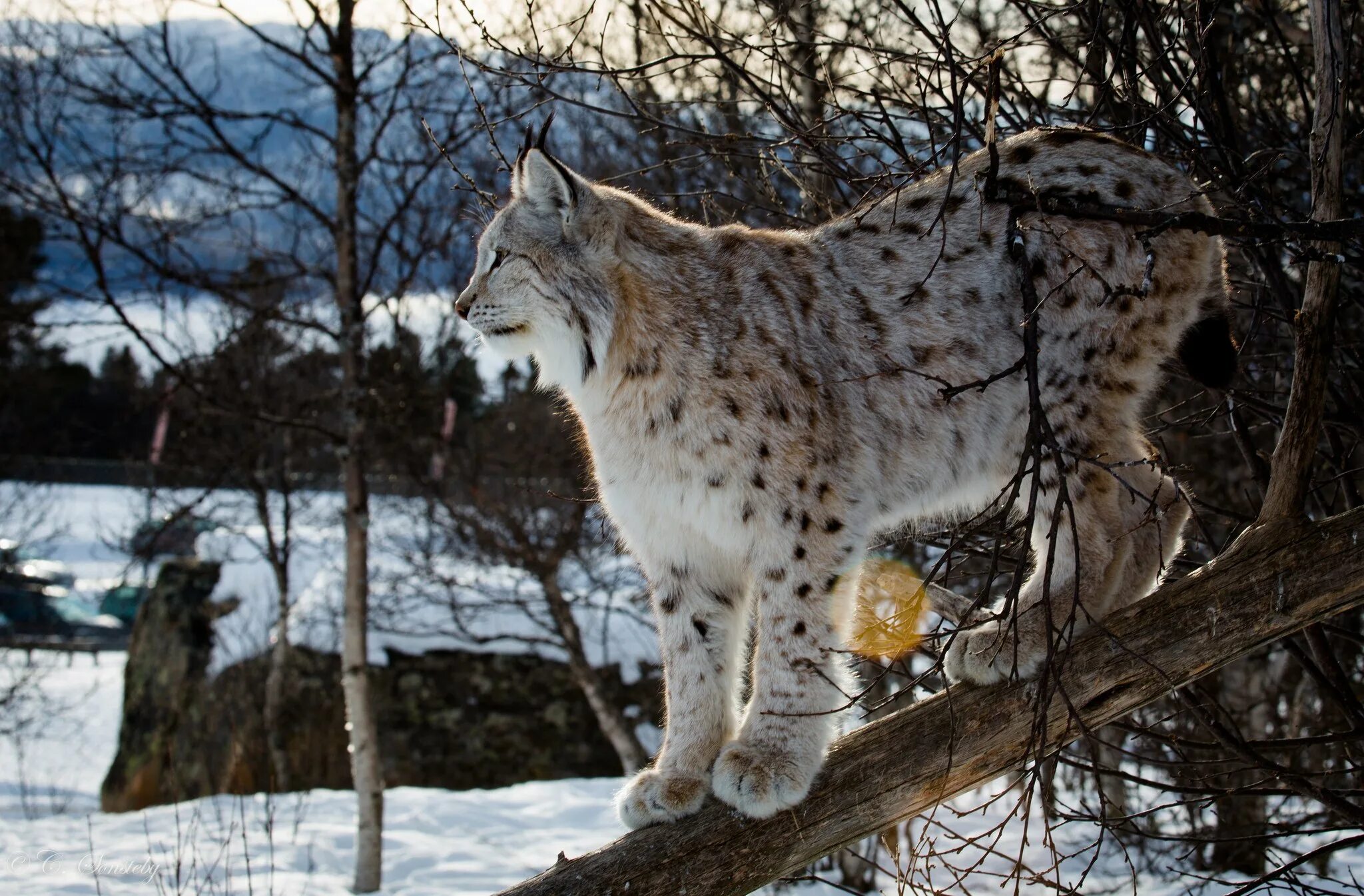 Рысь в беласовке. Беловежская пуща Рысь. Рысь Таганай. Lynx Lynx Linnaeus, 1758. Таежная Рысь.
