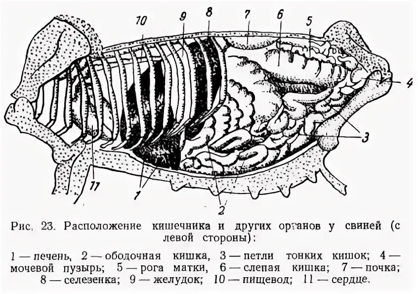 Поджелудочная свиньи