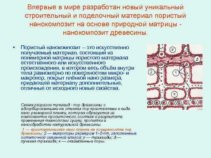 Нанокомпозит древесины. Пористость древесины. Нанокомпозит история создания. Нанокомпозиты с УНТ.