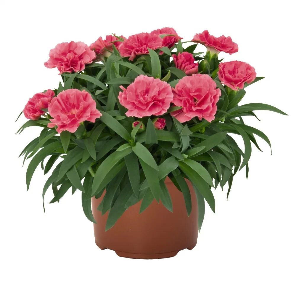 Гвоздика садовая ампельная. Диантус горшечный. Диантус горшечный. Домашние гвоздики в горшке. Гвоздика горшечная.