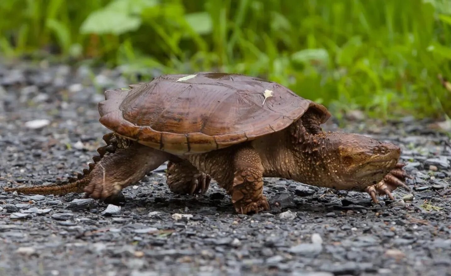 Северные черепахи. Chelydra serpentina. Каймановская черепаха. Северная Америка Каймановая черепаха. Каймановая черепаха Каймановая черепаха.