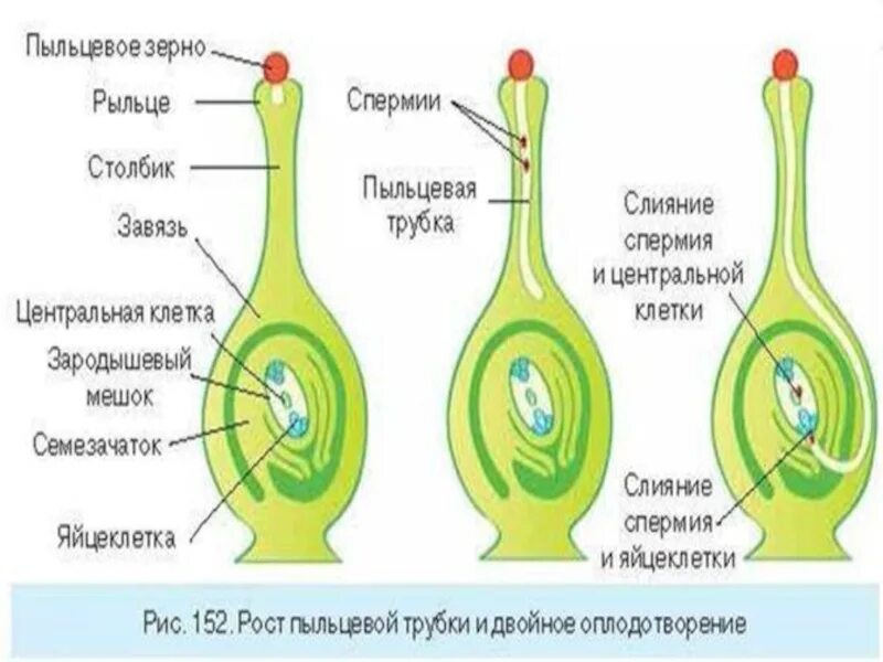 Какое строение имеет пыльца 6 класс. Пыльцевая трубка у растений. Оплодотворение покрытосеменных растений схема. Семяпочка покрытосеменных растений. Строение семязачатка цветковых растений.