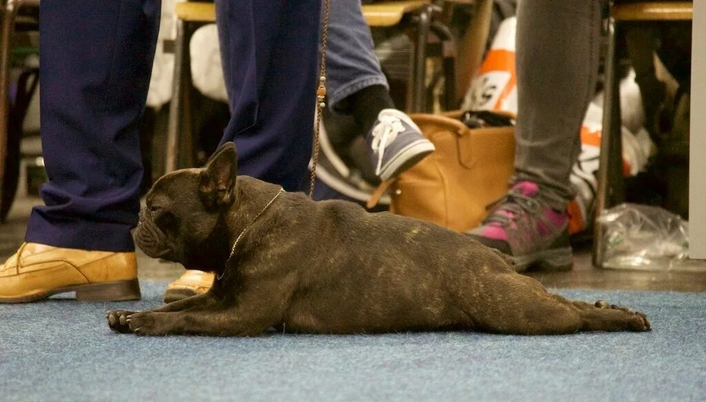 Французский бульдог выставка. Выставка бульдогов. Английский бульдог на выставке. Выставка бульдогов. Выставки бульдогов.