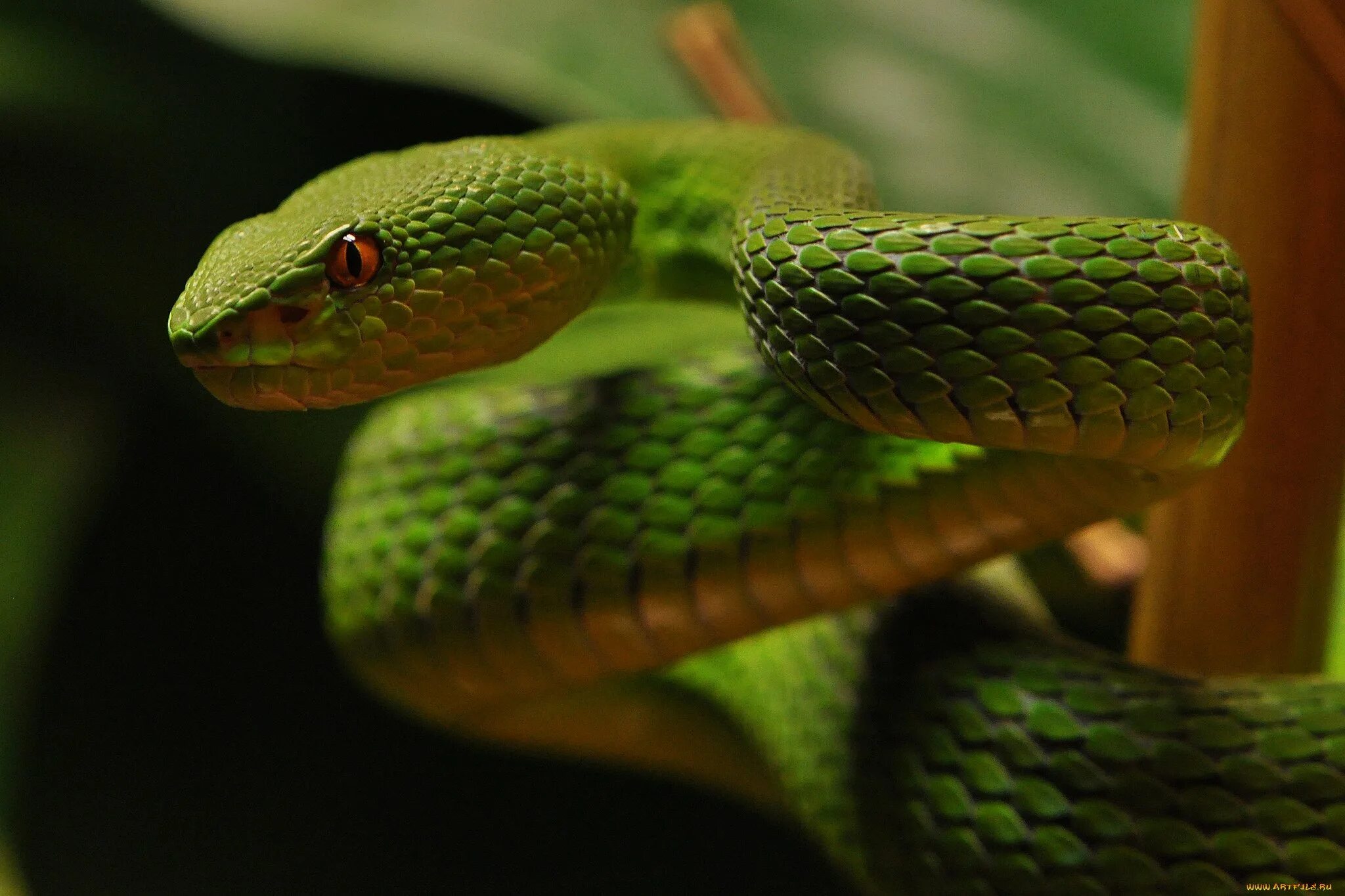 Картинки змей. Trimeresurus albolabris. Змеи. Змеи картинки. Фото змей красивые.