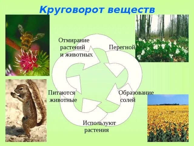 Модель круговорота веществ. Демонстрирующую круговорот веществ.. Модель круговорот веществ 3 класс. Круговорот веществ в природе 3 класс.