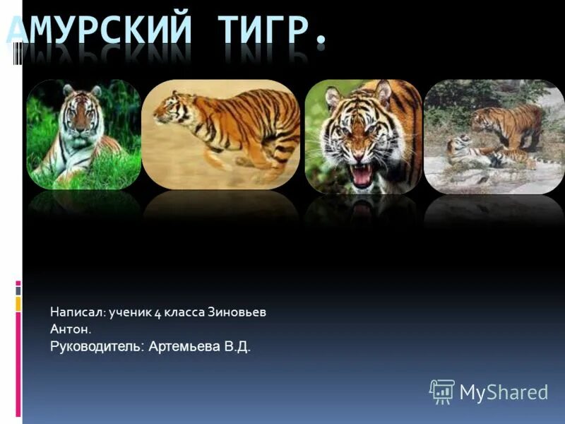 Картина девушка с тигром. Стихотворение о тигре. Рассказ про амурского тигра 3 класс. Рассказ про амурского тигра. Записать тигр.