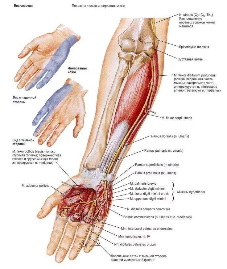 Слабость верхних конечностей. Локтевой нерв анатомия. Срединный лучевой и локтевой нервы анатомия. Анатомия локтевого нерва в области локтевого сустава. Локтевой нерв в средней трети предплечья.