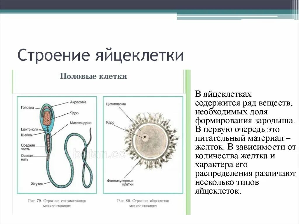 Представители каких классов позвоночных имеют крупные яйцеклетки. Строение яйцеклетки млекопит. Схематическое строение яйцеклетки. Строение яйцеклетки биология 10. Отпишите строение яйцеклетки.