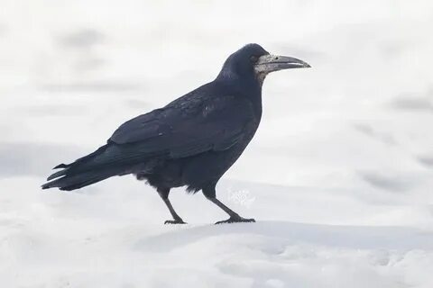 Грачи на урале