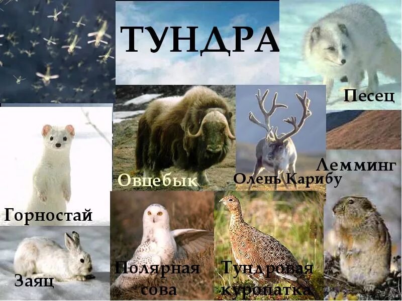 Безлесная тундра. Животные которые живут в лесотундре. Фауна тундры фото. Тундра северной америки фауна. Тундра северной америки фауна.