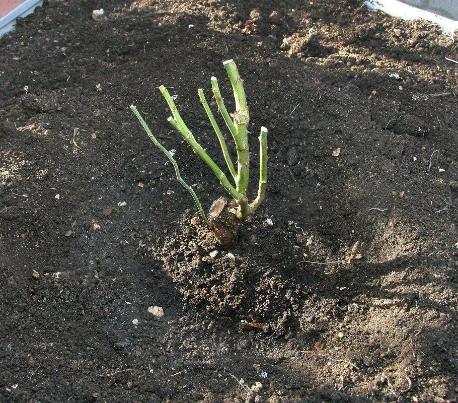 Посадка розы в грунт. Какую почву любят розы. Какую почву любят розы. Высаживание роз. Какую почву любят розы.