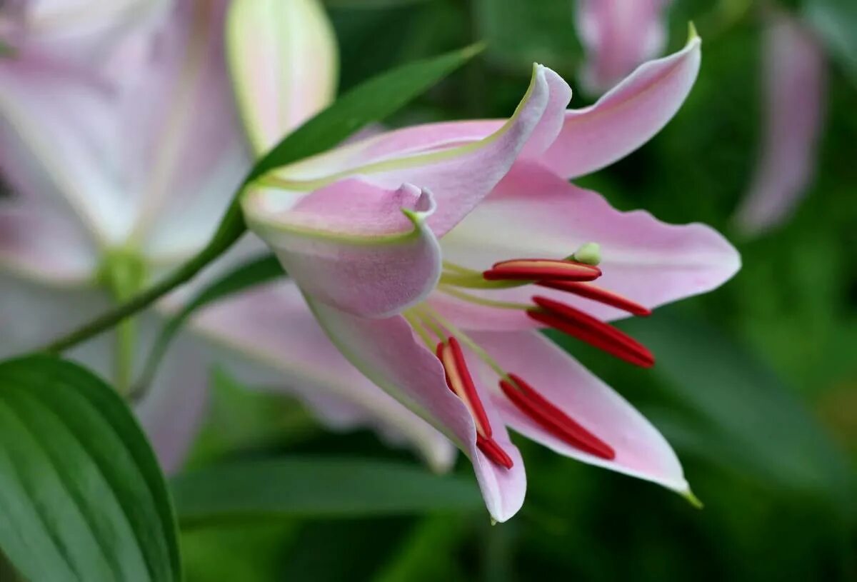 Lily picture