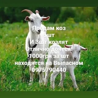 Коза анекдоты