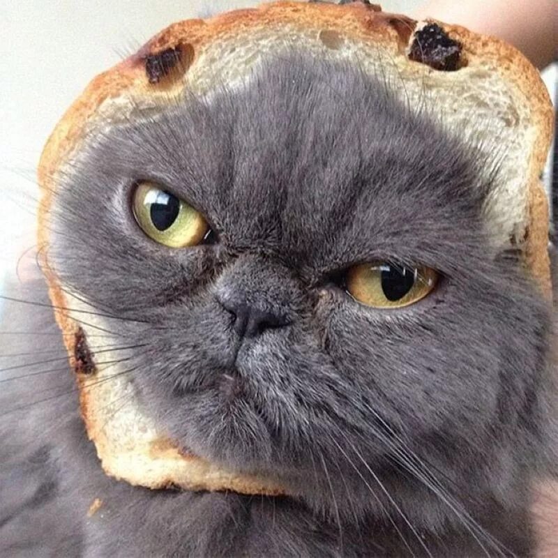 Кот хлеб. Котик в хлебушке. Смешные коты в хлебе. Кот с хлебом на морде. Кот булочка