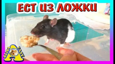 Алиса хомка