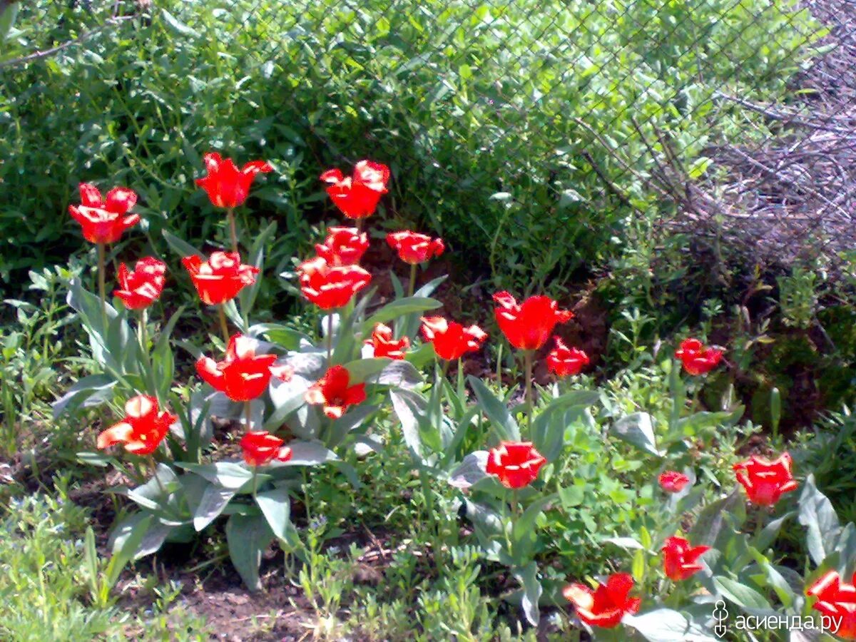 Дабл ред ридинг худ тюльпан фото Tulip Red Riding Hood (Saver Sized Bulbs) Bulb flowers, Flowers perennials, Tuli
