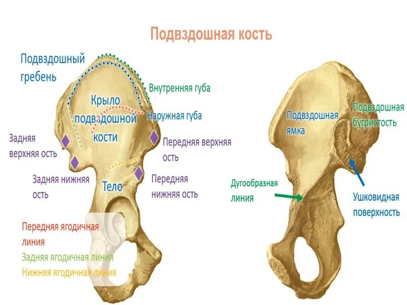 Подвздошная кость отдел. Подвздошная кость анатомия человека строение. Передний верхний гребень подвздошной кости. Подвздошная кость передняя верхняя ость. Гребень подвздошная кость анатомия.