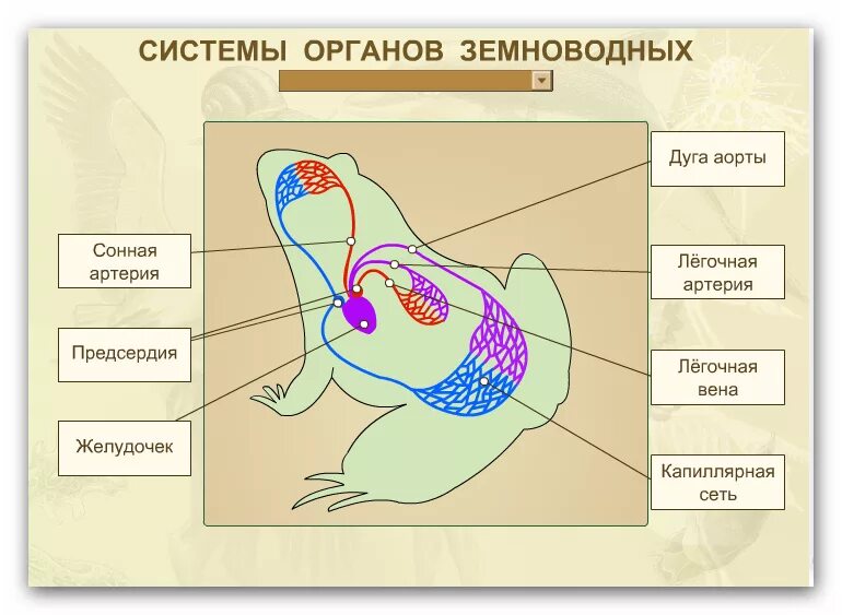 Расположи органы пищеварительной системы земноводного. Строение органов дыхания земноводных. Дыхательная система земноводных схема. Строение дыхательной системы амфибий. Земноводныенутреннее строение.