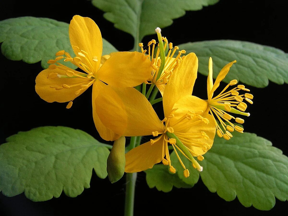 Chelidonium majus. Чистотел Chelidonium majus. Чистотел большой (Chelidonium majus l.). Chelidonium majus - Papaveraceae. Чистотел соцветие.