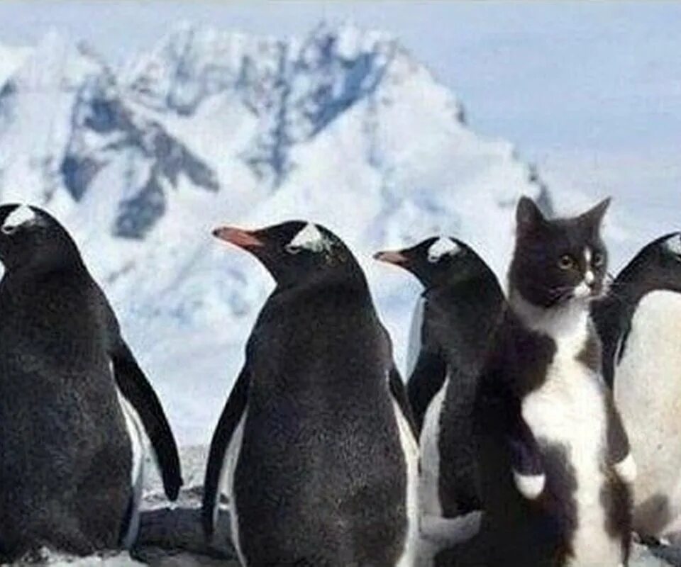 Penguin cat