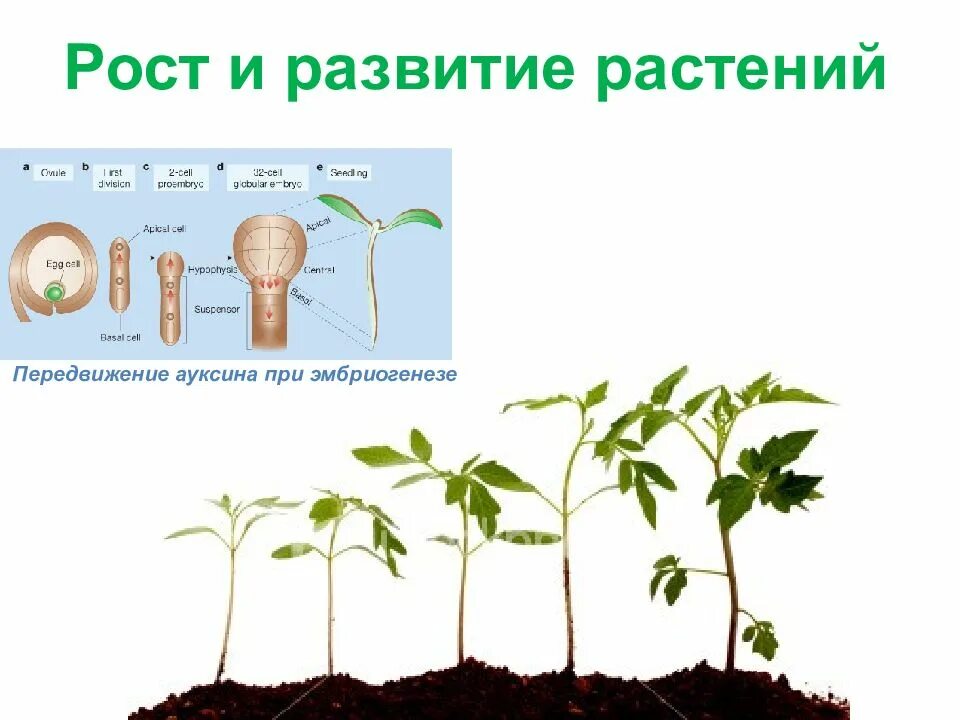 1 этапы развития растений. Рост и развитие растений. пост и развитие растений. этапы роста и развития растений. фазы роста и развития растений.