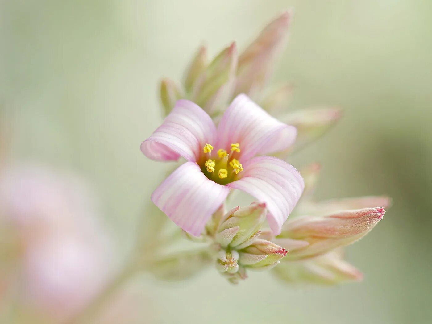 Крошечные цветки. Нежные маленькие цветы. Незабудка садовая розовая. Мелкие голубые цветы. Красивые маленькие цветочки.