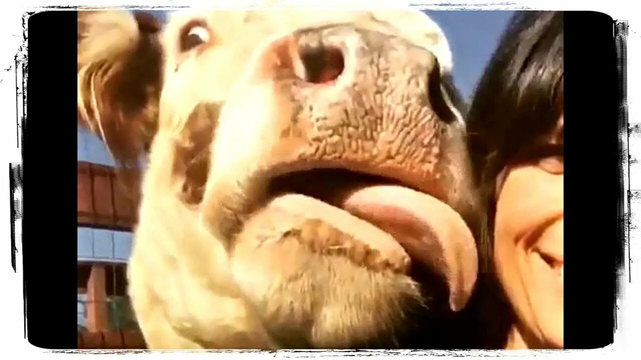 Корова облизывает. Корова лизнула. Теленок лижется. Теленок лижется. Корова облизывает.