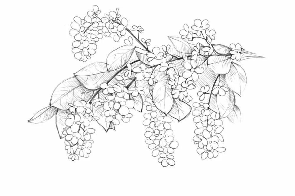 Легкий рисунок черемухи. Легкий рисунок черемухи. Рябина рисунок. Черемуха раскраска для детей. Легкий рисунок черемухи.